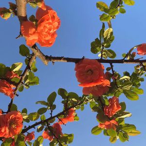 女人日逼的视频
